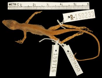Media type: image;   Herpetology R-150233 Aspect: dorsal